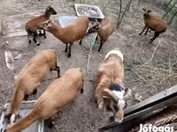 Beran, Cameroon sheep — foto 5