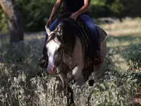 Klisna, Quarter Horse — foto 4