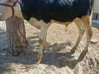雄牛, Russian Black pied cattle — 写真 3