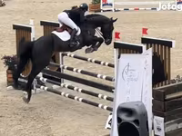 Cavalo, Belgian warmblood horse — foto 3