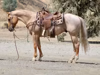 Horse (M), Quarter Horse — photo 4