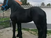Cheval, Friesian — photo 3