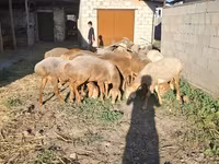 भेड़, Hissar sheep — फ़ोटो 5