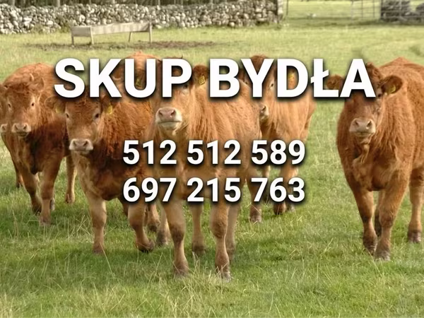 İribuynuzlu mal-qara (partiya, cinsi göstərilməyib), Simmental cattle
