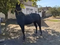 Koń, Konie — zdjęcie 1