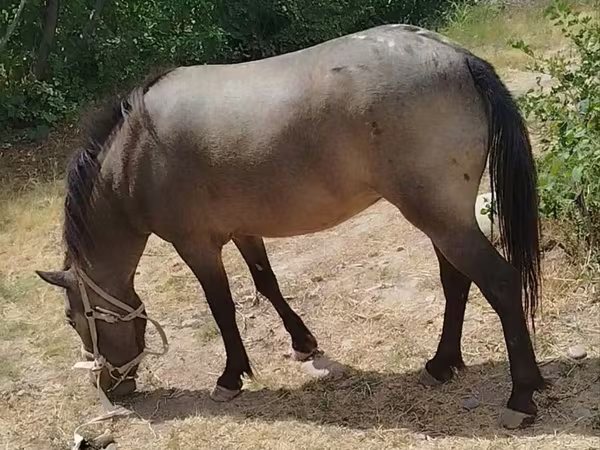 Jument, Chevaux