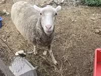 نعجة, Australian merinos sheep — الصورة 2