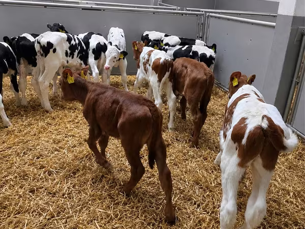 Buğa, Russian Black pied cattle