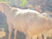 كبش, Rhon sheep — الصورة 2