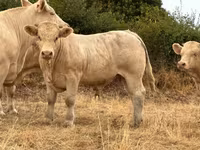 Taureau, Charolais cattle — photo 2