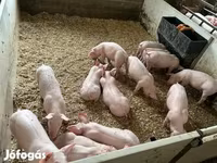 Pigs (batch, sex not specified), Pigs — photo 6