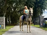 Caballo, Quarter Horse — foto 5