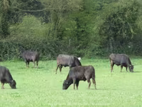 Taureau, Wagyu — photo 2
