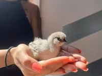 Silkie — zdjęcie 5