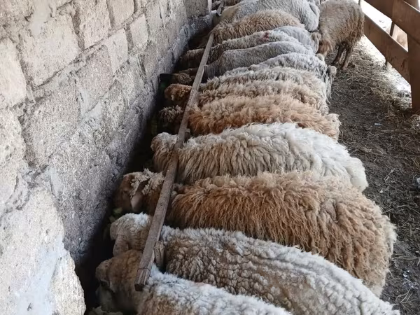 Bélier, Moutons