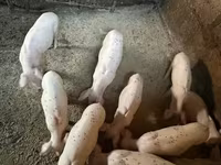 मादा सूअर, Ландрас — फ़ोटो 3