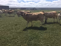 Vache, Partenaise cattle — photo 2