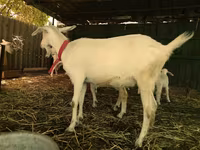 Goats (batch, sex not specified), Pomellata goat — photo 6