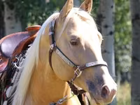 Kůň, American paint horse — foto 1