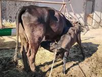 Kuh, Swedish red cattle — Foto 3