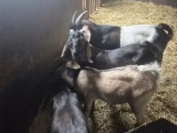 Kozioł, Nubian Goat