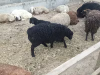 Brebis, Moutons — photo 2
