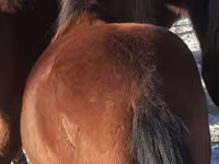 Koně (série, pohlaví neuvedeno), Horse breed — foto 4