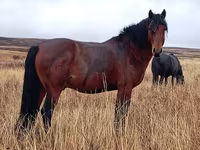 Kobyła, Kazakh horse — zdjęcie 1