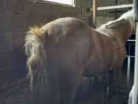 母马, Horses — 照片 2