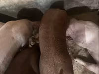 मादा सूअर, Дюрок — फ़ोटो 4