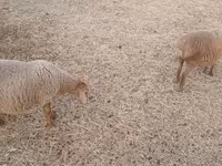 Moutons (lot, sexe non indiqué), Moutons — photo 1
