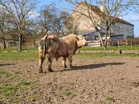 Toro, Charolais cattle — foto 1