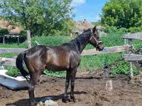 घोड़ा, Hungarian horse breed — फ़ोटो 1