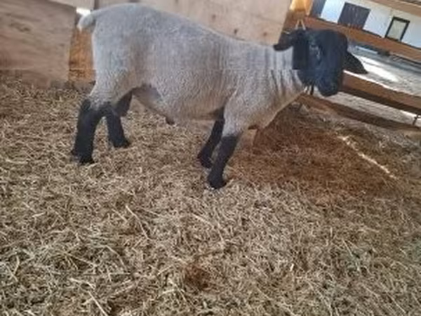 公羊, White Suffolk sheep