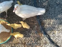 Ducks — الصورة 1