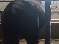 Klisna, Budyonny horse — foto 5