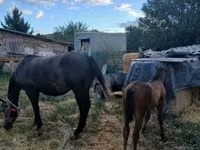 Jument, Chevaux — photo 4