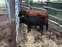 Cow, Dexter — photo 1