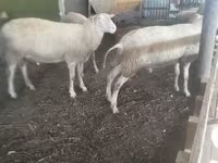 公羊, Sheep — 照片 1