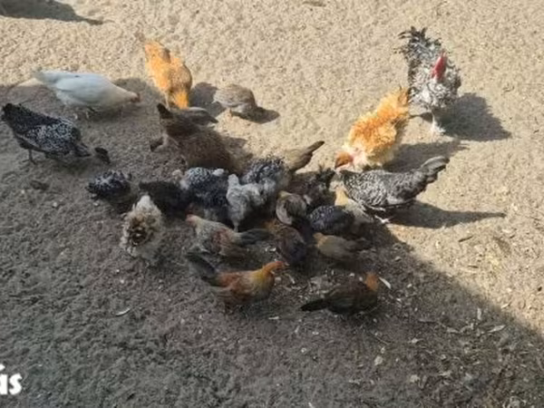 gallina danesa