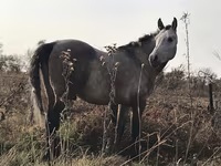 Horse (M), Arabian horse — photo 4