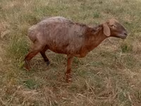 Brebis, Kazakh meat-wool sheep — photo 1
