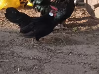 Bantam — Foto 1