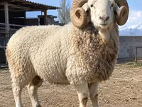 كبش, Kyrgyz Mountain merino sheep — الصورة 1