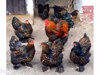 Brahma — Foto 2
