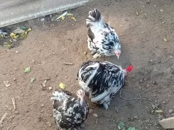 丹麦母鸡