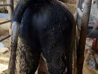 Бик, Russian Black pied cattle — фото 4