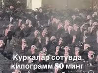 Słoweńska Silver Hen — zdjęcie 2