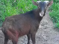 母山羊, Irish goat — 照片 1