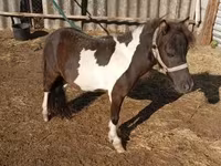 Caballo, Falabella — foto 1